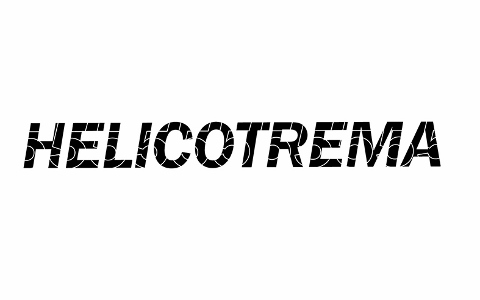 Helicotrema 2016